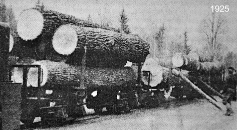 Puszcza Białowieska: 100 lat wycinania Puszczy Białowieskiej