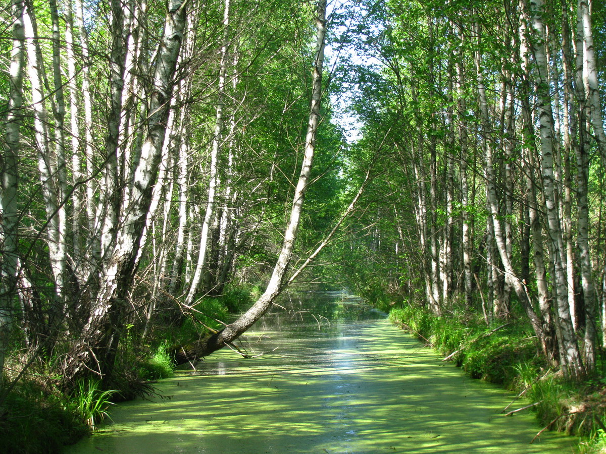 Drainage canal in Polesian peatland